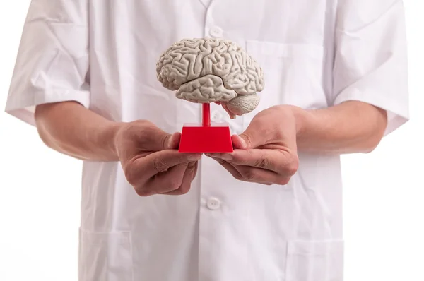 Jovem médico com modelo cerebral em suas mãos — Fotografia de Stock