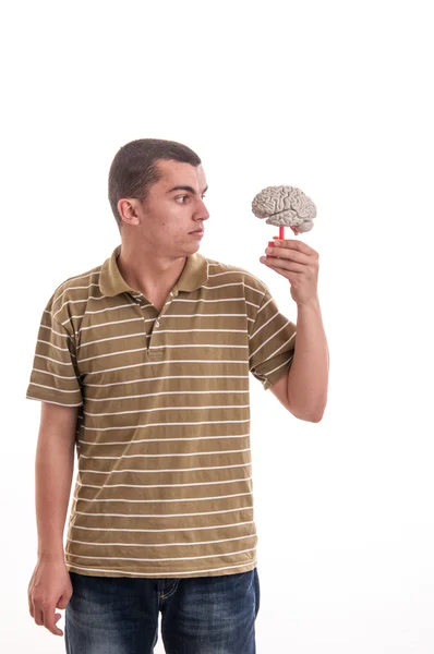 Человек держит модель человеческого мозга и смотрит на него — стоковое фото
