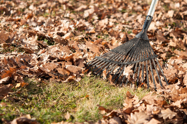 Cleaning with rake of autumn leaves in park