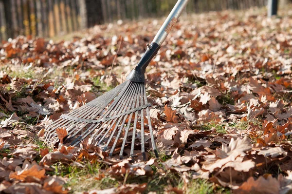 Cleaning with rake of autumn leaves in park — Stock Photo, Image