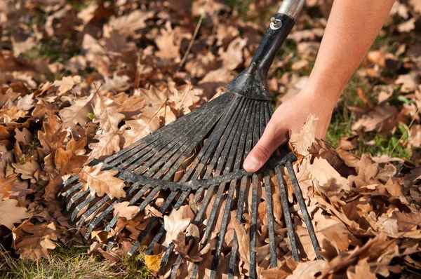 Homme ratissant des feuilles dans le jardin — Photo