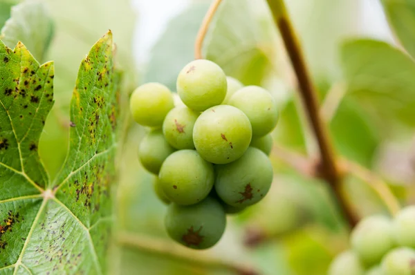 Druvor med gröna blad på vinstocken. färska frukter — Stockfoto