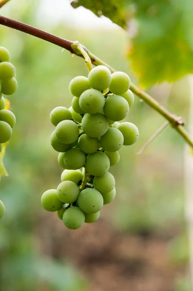 Виноград с зелеными листьями на лозе. свежие фрукты — стоковое фото