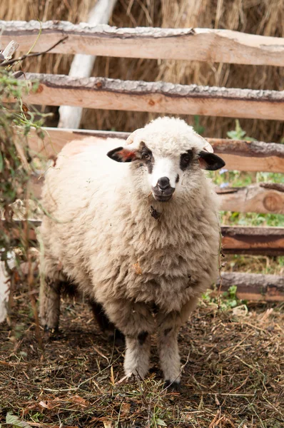 Una oveja doméstica en un corral — Foto de Stock