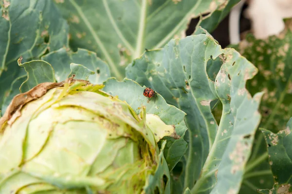 Cabbage with pests — Stock Photo, Image