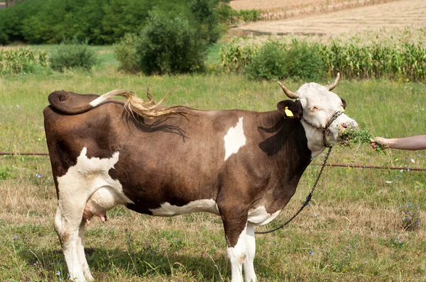 Vaca manchada marrón comiendo hierba la mano del granjero en un aguamiel verde —  Fotos de Stock