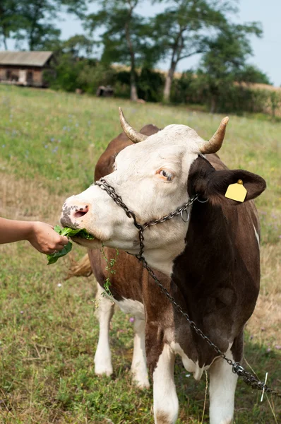 Brown cow çim yeme çiftçinin elinde bir yeşil mead lekeli. — Stok fotoğraf