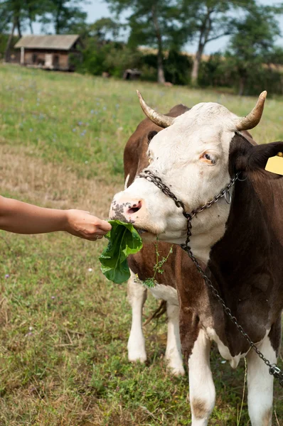 Brune vache tachée manger de l'herbe la main du fermier sur un hydromel vert — Photo