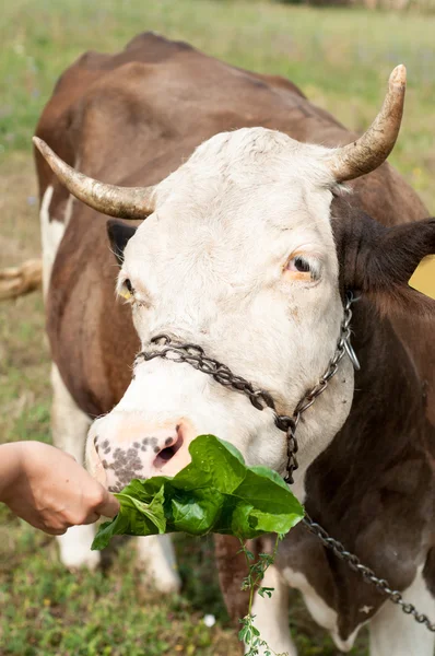 Brown cow çim yeme çiftçinin elinde bir yeşil mead lekeli. — Stok fotoğraf