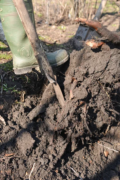 Uomo con stivali di gomma scavare terreno primaverile con vanga, preparazione t — Foto Stock