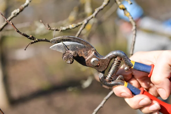 Potatura di alberi con forbici in giardino. Alberi da frutto puliti — Foto Stock