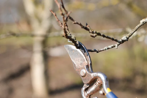 Snoeien van bomen met snoeischaren in de tuin. schone fruitbomen — Stockfoto