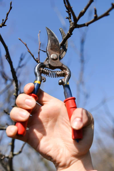 女人的手修剪树枝用剪刀在春天的花园 — 图库照片