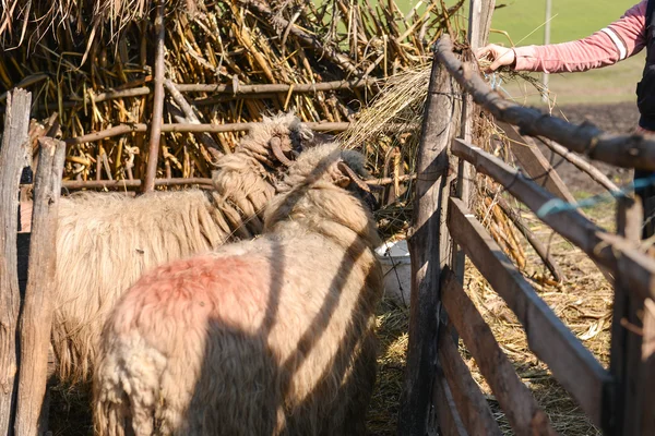 Mladá žena krmení ovce s seno v slunný jarní den. t — Stock fotografie