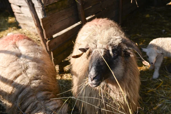 Ovce jíst seno uvnitř ovčí farmu na zemědělské farmě — Stock fotografie