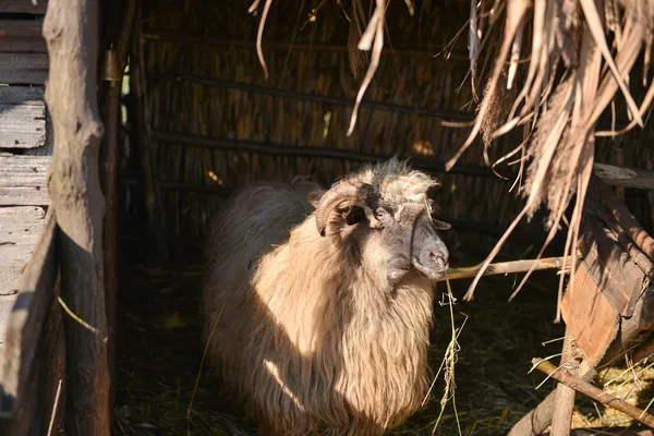 Sheep isolated from herd eating hay inside a sheep farm — Stock Photo, Image