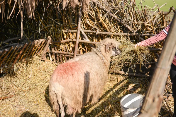 Mladá žena krmení ovce s seno v slunný jarní den. t — Stock fotografie