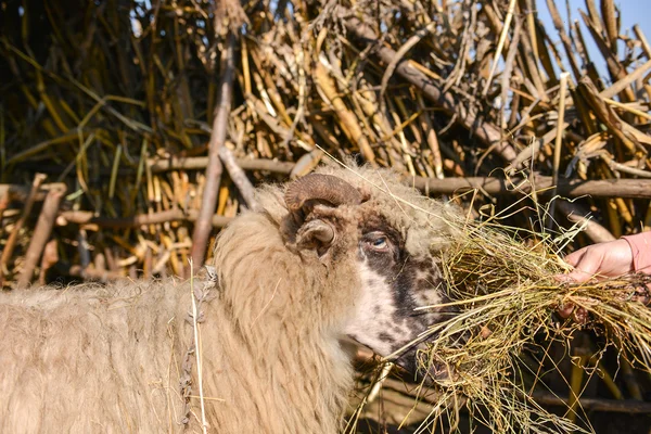 Mujer joven alimentando a una oveja con heno en un día soleado de primavera. t — Foto de Stock