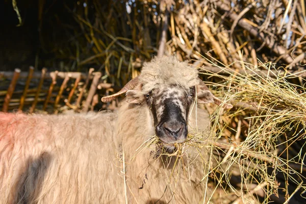 Sheep isolated from herd eating hay inside a sheep farm — Stock Photo, Image