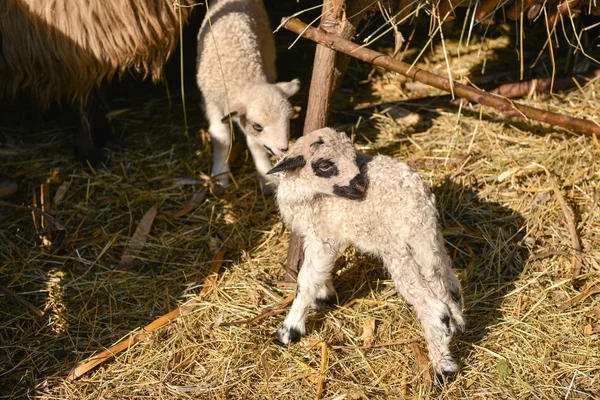 Dvě roztomilé a roztomilý plachý mladý jehňata na farmě — Stock fotografie