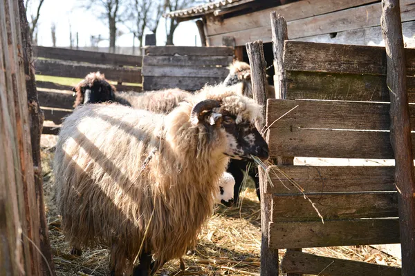 Sheep isolated from herd eating hay inside a sheep farm — Stock Photo, Image