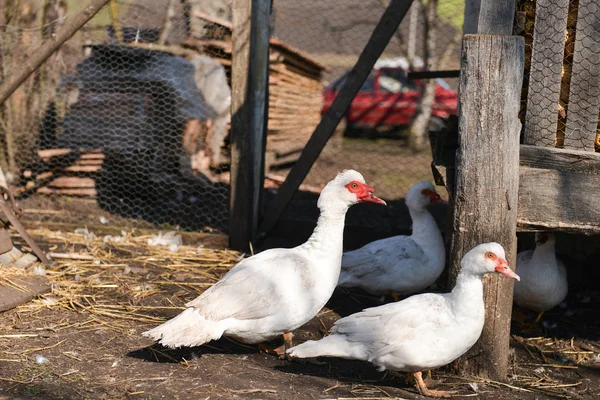 Patos mudos na fazenda na aldeia — Fotografia de Stock