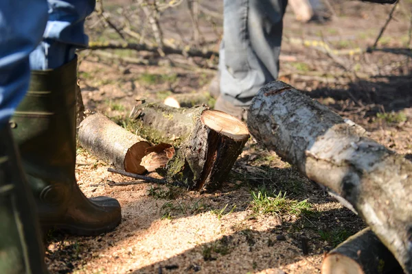 Foto di persone che hanno abbattuto le foreste, furto di legname — Foto Stock
