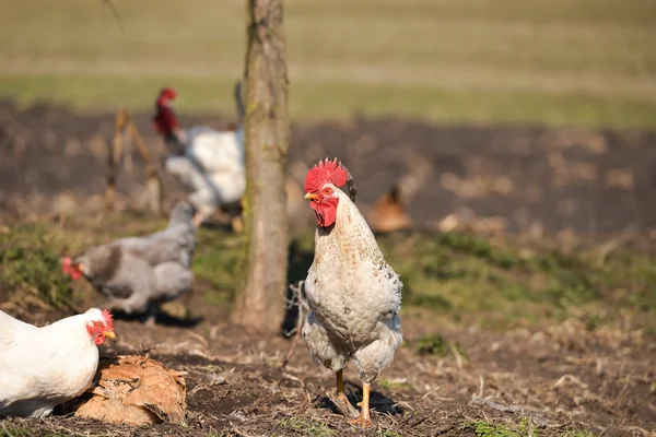 ไก่ที่ฟาร์มในวันที่อบอุ่น — ภาพถ่ายสต็อก