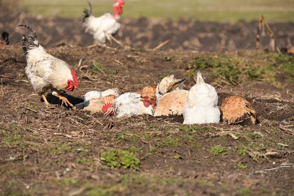 Hühner, die ein Staubbad nehmen und ein Hahn ging an ihnen vorbei — Stockfoto