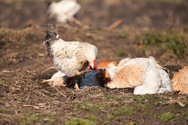 Hens taking a dust bath and a rooster scratch the ridge — Stock Photo, Image