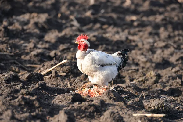 Naked neck rooster on the farm yard — Stock Photo, Image