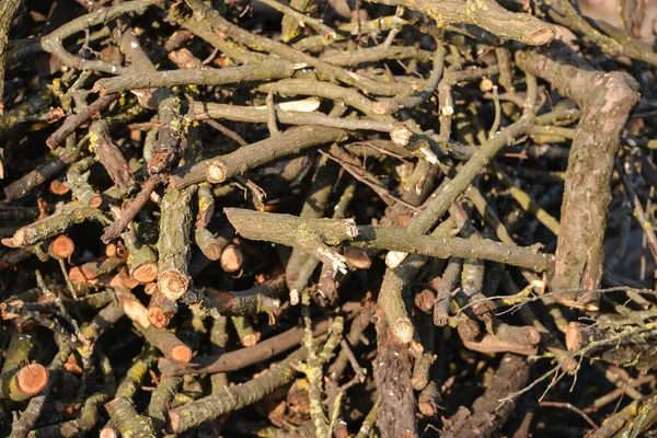 Tronchi di albero appena tagliati in una foresta, deforestazione, distruzione della natura — Foto Stock