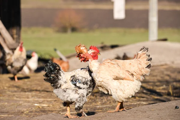 Un par de gallinas en un corral se pellizcan y juegan — Foto de Stock