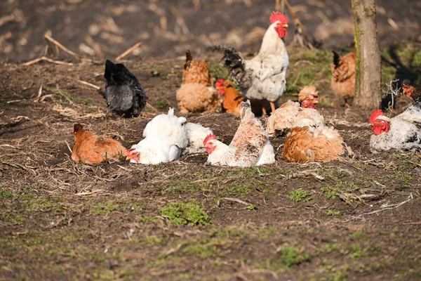 Hühner, die an einem warmen Tag auf dem Hof ein Staubbad nehmen — Stockfoto