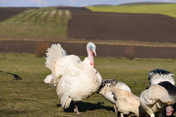 Turkey in farm, hanging around turkey hens — Stock Photo, Image