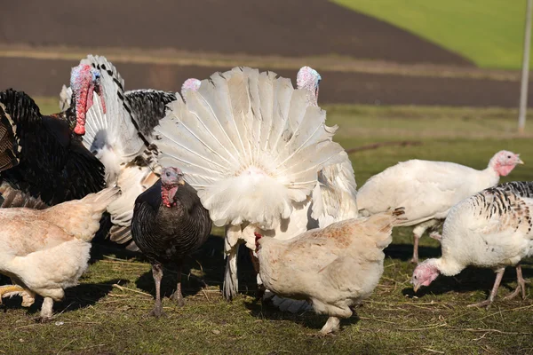 Turkeys spreading feathers to ward off potential aggression, in — Stock Photo, Image