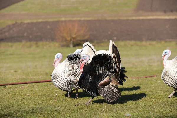 Turkeys spreading feathers to ward off potential aggression, in — Stock Photo, Image