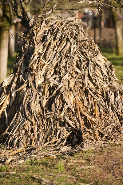 Mais After Harvest. impianto di mais raccolto dagli agricoltori per il bestiame — Foto Stock