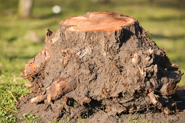 One trunk with roots cut out and removed of the ground after def — Stock Photo, Image