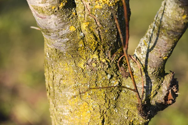 Closeup of a dying tree with lichens — Stock Photo, Image