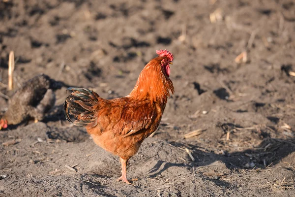 Beautiful red rooster on the farm, proud walking through the yar — Stock Photo, Image