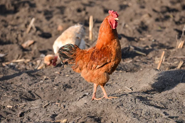Schöner roter Hahn auf dem Bauernhof, stolzer Gang durch den Yar — Stockfoto