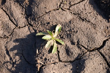 kırık yeryüzünde büyüyen küçük yaprak. Yeni hayatın içine kuru toprak ve 
