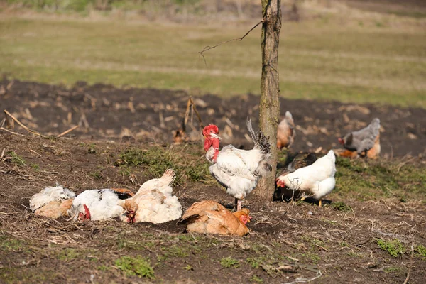 Galo perto de galinhas tendo um banho de poeira em um dia quente — Fotografia de Stock