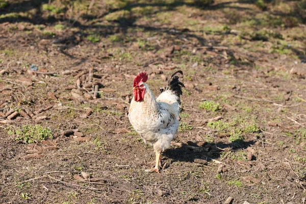 Beautiful white rooster on the farm, proud walking through the y — Stock Photo, Image