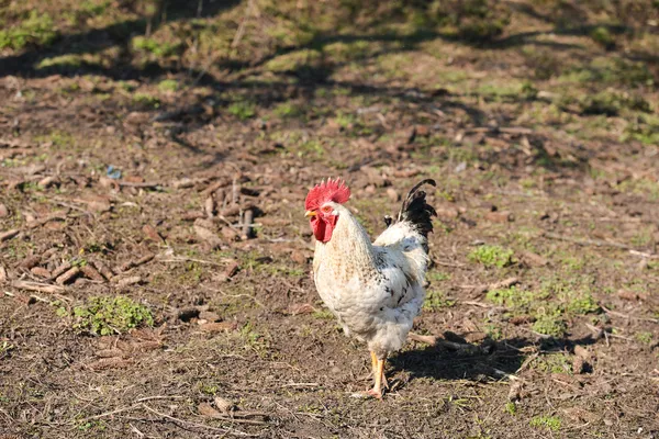 Beautiful white rooster on the farm, proud walking through the y — Stock Photo, Image