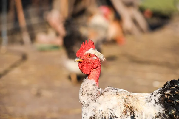 Close up naked neck rooster on the farm yard — Stock Photo, Image