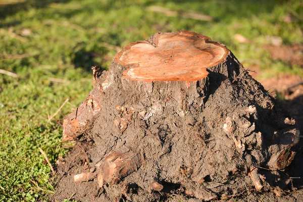 Un tronc avec des racines découpées et retirées du sol après la déf — Photo