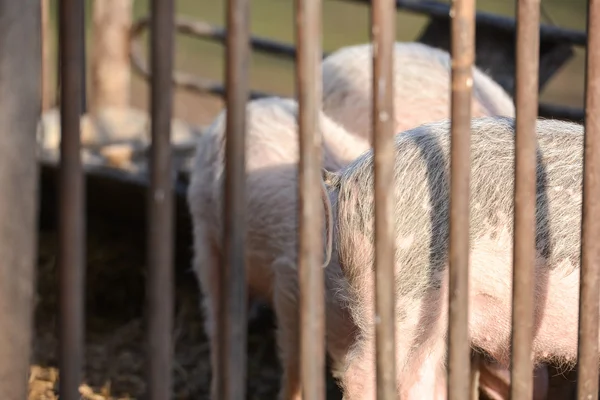 Curly tails of piglets, seen through the metal bars of a coop — Stock Photo, Image