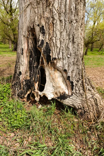 Tronco de árvore com um covil cavado nele, esconda lugar para animais no w — Fotografia de Stock